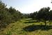 The plot with olive trees : property For Sale image